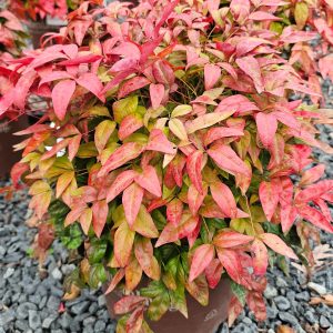 NANDINA BLUSH PINK 2 GAL