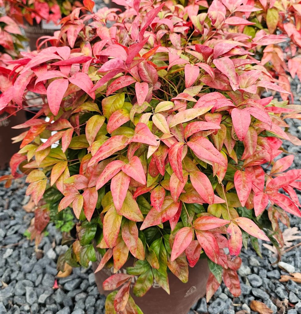 NANDINA BLUSH PINK 2 GAL