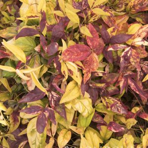 NANDINA FIRE POWER 3 GAL