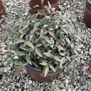 NANDINA FLIRT 3 GAL
