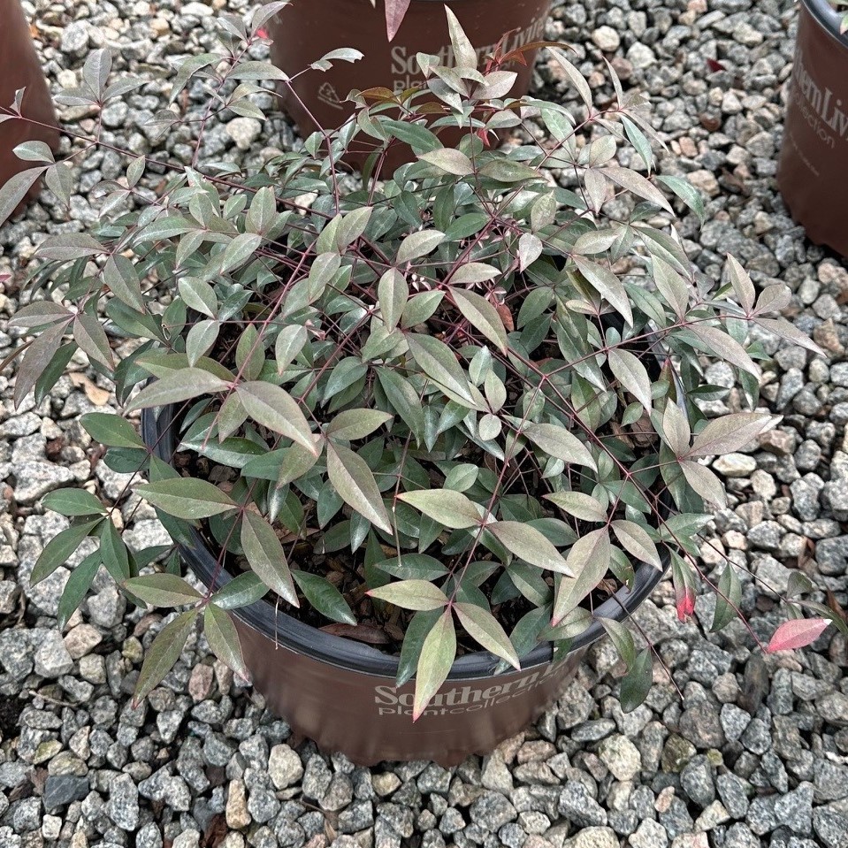 NANDINA FLIRT 3 GAL