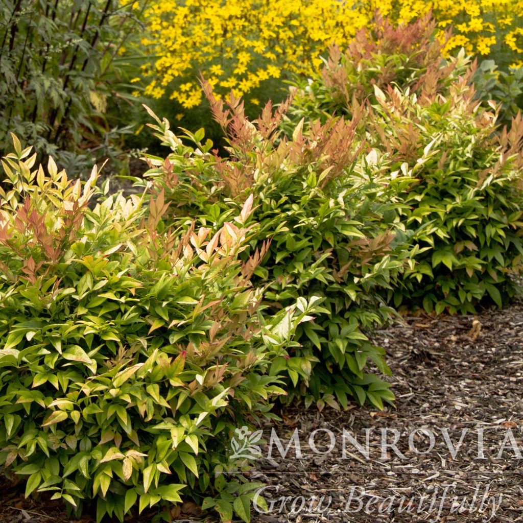 NANDINA GULF STREAM 3 GAL