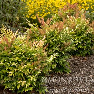 NANDINA GULF STREAM 3 GAL