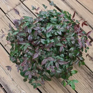 NANDINA HARBOUR BELLE 1 GAL