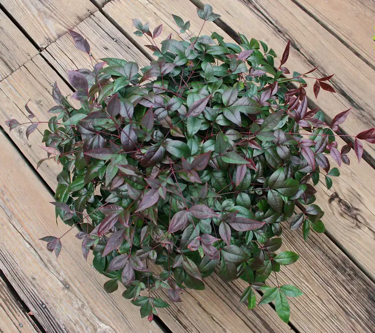 NANDINA HARBOUR BELLE 1 GAL