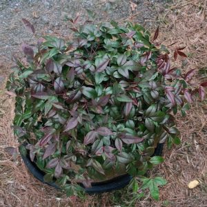 NANDINA HARBOUR BELLE 3 GAL