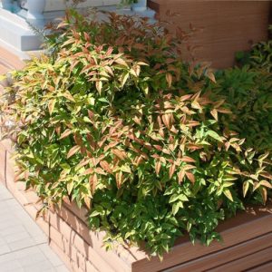 NANDINA HARBOUR DWARF 3 GAL