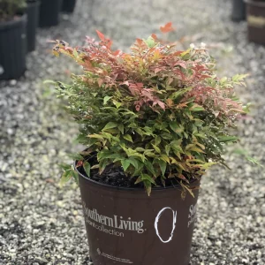 NANDINA OBSESSION 3 GAL