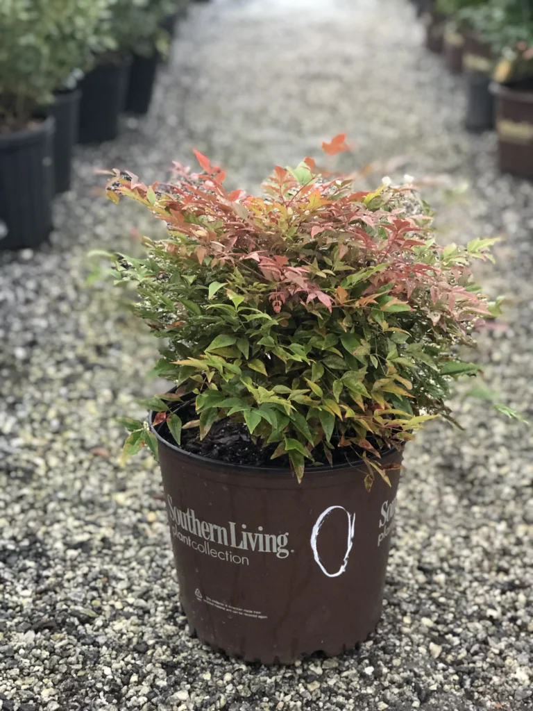 NANDINA OBSESSION 3 GAL