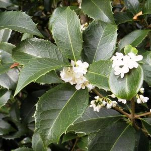 OSMANTHUS FORTUNEI 3 GAL