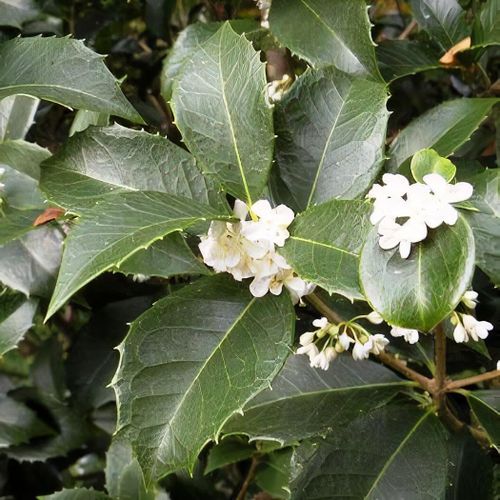 OSMANTHUS FORTUNEI 3 GAL