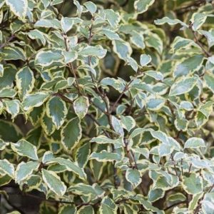 PITTOSPORUM VARIEGATED 7 GAL