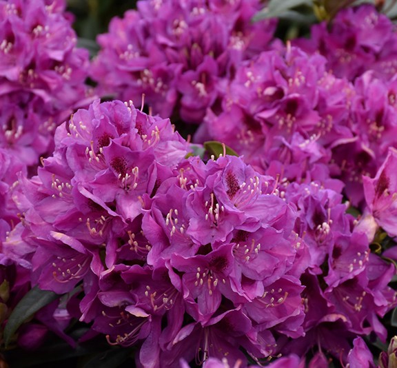 RHODO. ANAH KRUSCHKE 3 GAL