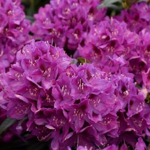 RHODO. ANAH KRUSCHKE 7 GAL