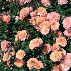 ROSE DRIFT APRICOT 3 GAL