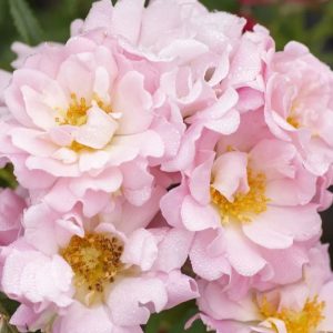 ROSE DRIFT BLUSHING 3 GAL