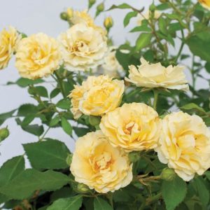 ROSE DRIFT BUTTERCREAM 3 GAL