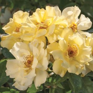 ROSE DRIFT LEMON 3 GAL