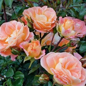 ROSE DRIFT PEACH 3 GAL