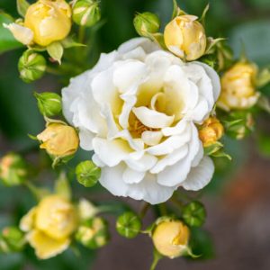 ROSE DRIFT POPCORN 3 GAL