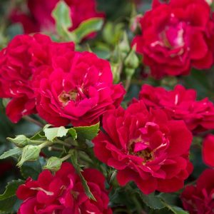 ROSE DRIFT RED 3 GAL