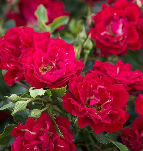 ROSE DRIFT RED 3 GAL
