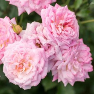 ROSE DRIFT SWEET 3 GAL