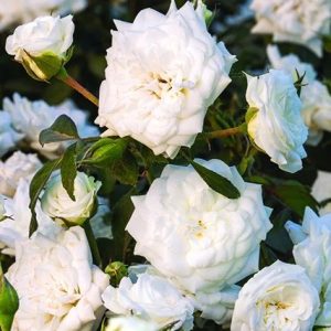 ROSE DRIFT WHITE 3 GAL