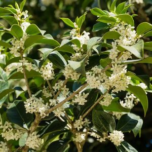 TEA OLIVE FRAGRANS 7 GAL