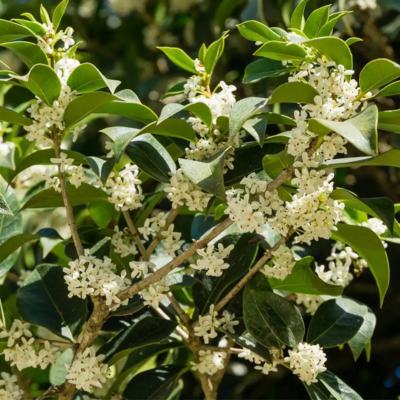 TEA OLIVE FRAGRANS 15 GAL