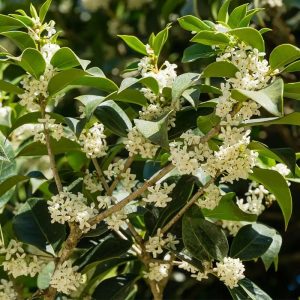 TEA OLIVE FRAGRANS 6-FT