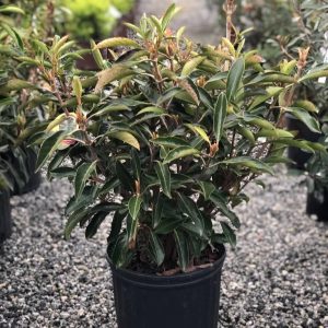 VIBURNUM AWABUKI CHINDO 3 GAL