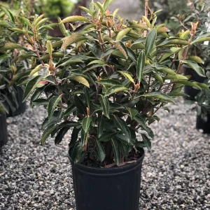 VIBURNUM AWABUKI CHINDO 7 GAL
