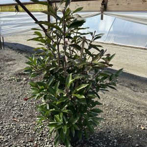 VIBURNUM AWABUKI CHINDO 15 GAL