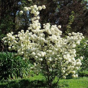 VIBURNUM MACROCEPHALUM 3 GAL
